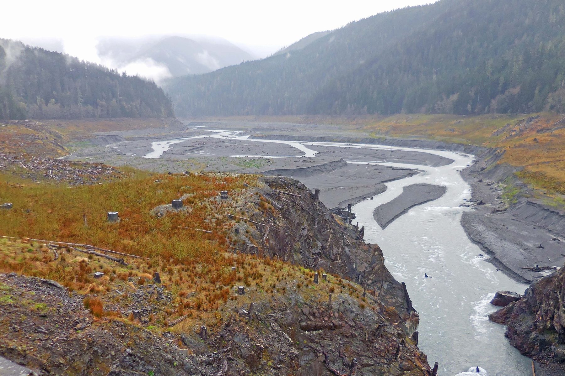 The Elwha River winds through its old valley floor after the dam came down, with mist on forested hills, shown in ink tones